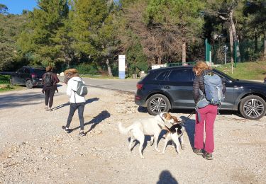 Tour Wandern Ollioules - Le Gros Cerveau filles - Photo