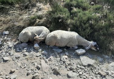 Tour Wandern Colombier - les 3 cols au pylat - Photo