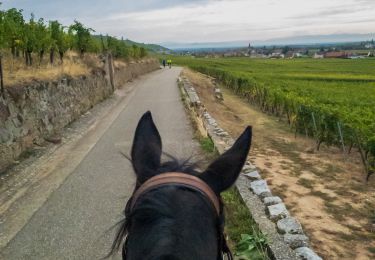 Trail Equestrian Labaroche - Labaroche - kaysesberg - Photo