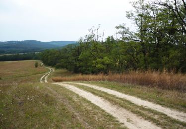 Trail On foot Domony - S+ (Csanak - Domonyvölgy, Lázár Lovaspark) - Photo