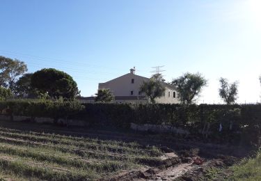 Randonnée A pied Cornellà de Llobregat - Agricultura al Delta del Llobregat - Photo