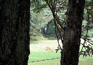 Tocht Stappen Durbuy - Heyd - Fanzel - Photo