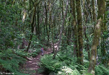 Trail Walking Hermigua - El Cedro dans le parc national de La Gomera - Photo