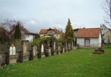 Excursión A pie Meckesheim - Rundwanderweg Meckesheim Buchwald 5: Buchwald-Weg - Photo