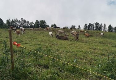 Randonnée Marche Arbaz - rousses  - Photo