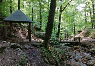 Trail Walking Spa - Niveze Arboretum Berinzenne, via les ponts de la promenade des artistes - Photo