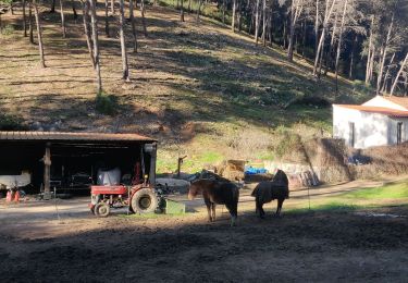 Trail Walking Allauch - Mont Julien  - Photo