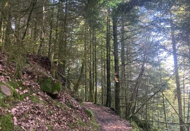 Trail Walking Saulcy-sur-Meurthe - Les roches du Kemberg - Photo