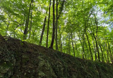 Tour Wandern Profondeville - Adeps Arbre - Photo