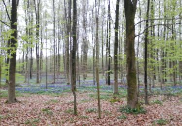 Randonnée Marche Gerpinnes - adeps Gerpinnes muguet jacinthes - Photo