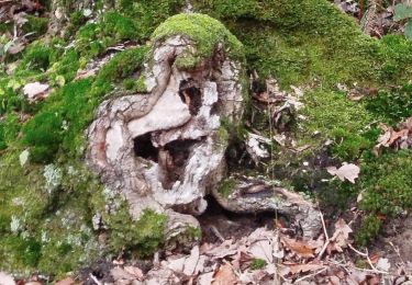 Randonnée Marche Châteaubourg - Forêt Marpiré  - Photo