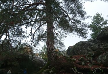 Trail Walking Fontainebleau - I - Photo