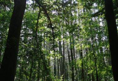 Trail Walking Ottignies-Louvain-la-Neuve - promenade des toutous. - Photo