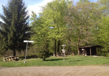 Tocht Te voet Baunatal - Baunatal-Großenritte, Rundweg 1 - Photo