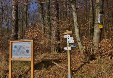 Trail On foot Niedernhausen - Lindenkopf: Rehbock - Photo