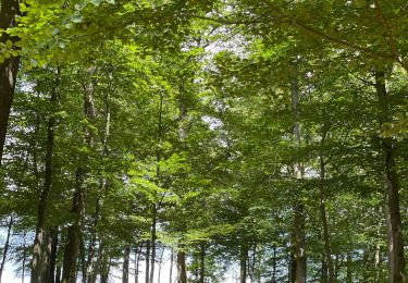 Excursión Senderismo Nassogne - Forriere vers Masbourg  - Photo