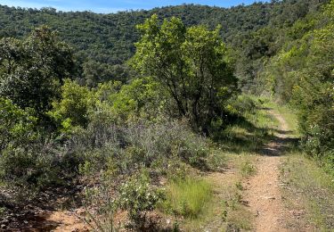 Tour Wandern Bormes-les-Mimosas - 4 cols  - Photo