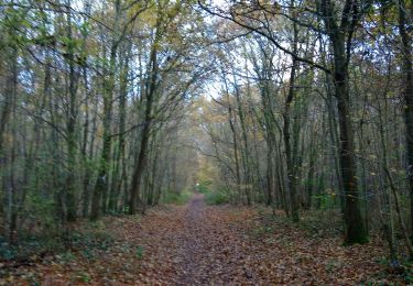 Percorso Marcia Saint-Germain-en-Laye - MA 24112019 - Photo