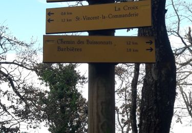 Randonnée Marche Saint-Vincent-la-Commanderie - le champ des pins St Vincent la commanderie  - Photo