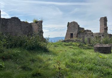 Tocht sport Neubois - Neubois château du falkenbourg  - Photo