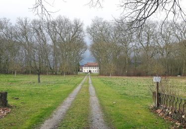 Randonnée A pied Freudental - Rotes Kreuz Freudental - Sachsenheim - Photo