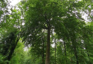 Tocht Stappen Muchedent - les essarts forêt d'eawy muchedent  - Photo