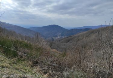 Trail Walking Bourbach-le-Haut - Bourbach la Fourmi - Photo