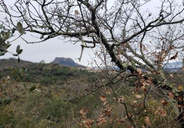 Tour Wandern Roquebrune-sur-Argens - La haute Cavalière - Photo