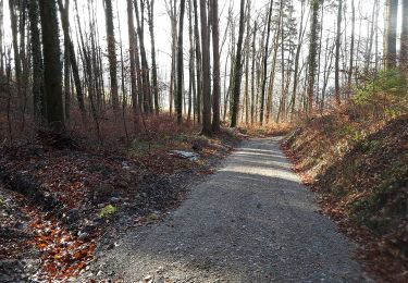 Trail On foot Weiningen (ZH) - Weiningen - Dällikon - Photo