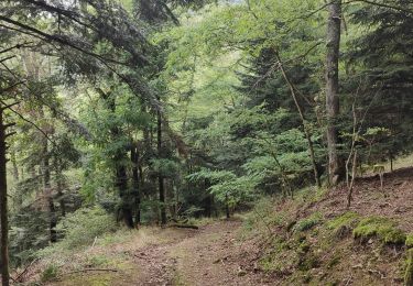 Tour Wandern Steinbach - Cascade de Erzenbach - Photo