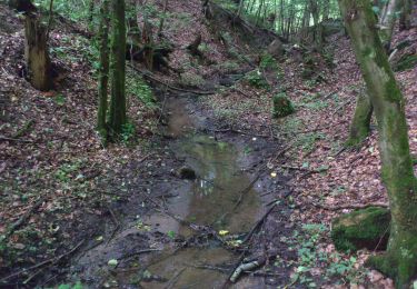 Tocht Te voet Johannesberg - Roter Schmetterling, Rundwanderweg Steinbach - Photo