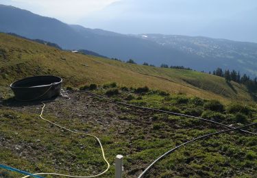 Tocht Noords wandelen Arbaz - tour des Alpages  - Photo