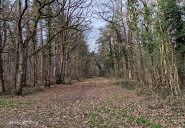 Trail Walking Nogent-sur-Vernisson - Nogent 45 - Photo