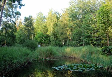 Tour Zu Fuß Kellenhusen - Waldroute, Kellenhusen - Photo