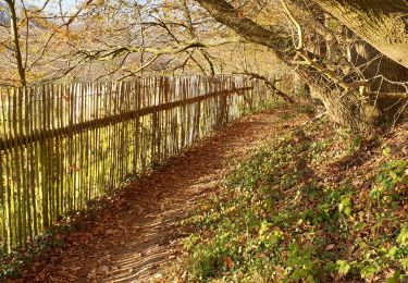 Trail Walking Court-Saint-Étienne - Tangissart - Photo