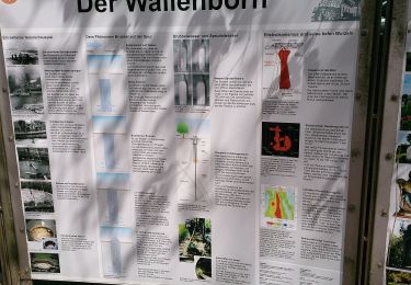 Percorso A piedi Wallenborn - HeimatSpur Wallenborner Weg - Photo