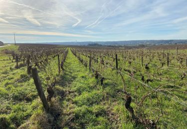 Randonnée Marche Thésée - Autour des vignes - Photo