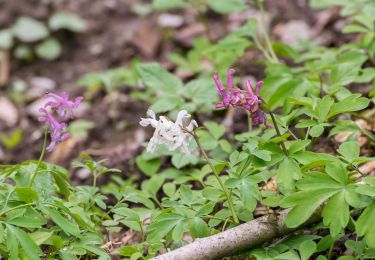 Tocht Te voet Bad Lippspringe - Delta (Bad Lippspringe) - Photo