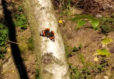 Tocht Stappen Theux - haut regard sur le Potai  - Photo