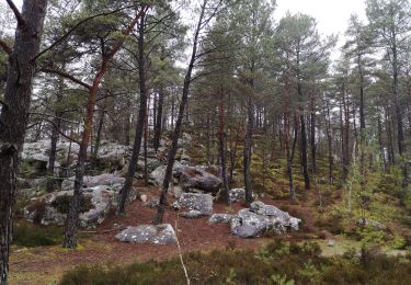 Tour Wandern Noisy-sur-École - 2em balade 30 01 2021 - Photo