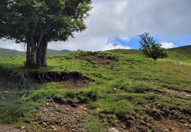 Tour Wandern Saint-Jacques-des-Blats - devezou par Buron  - Photo