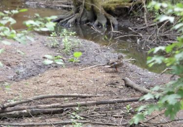 Tocht Te voet Haimendorfer Forst - Schneidersbach Trail - Photo