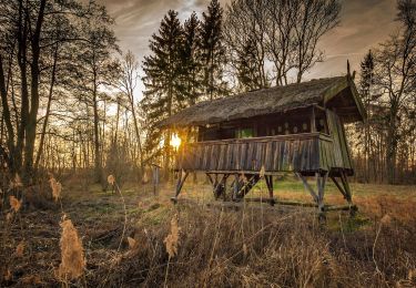 Tocht Te voet Mirow - Müritz-Nationalparkweg - Photo