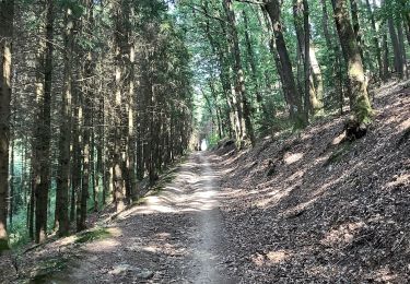 Trail Walking Burg-Reuland - Lascheid Stoubach - Photo