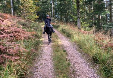 Tocht Paardrijden Raon-l'Étape - Yoigo kalio la chipotte étang de saint-rémy - Photo