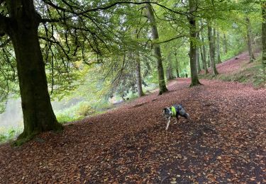 Randonnée Marche Martelange - Dans l’intimité d’une forêt  - Photo