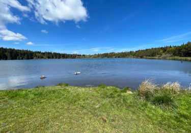 Randonnée Marche Orcival - Lac de Servières - Photo