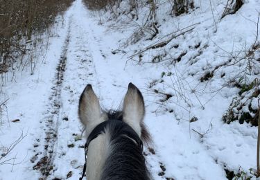 Trail Horseback riding Neufchâteau - Hamipré Croix de l’homme par LuxGreen - Photo