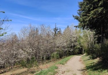 Trail Walking Saint-Étienne - Château de Rochetaillé  - Photo