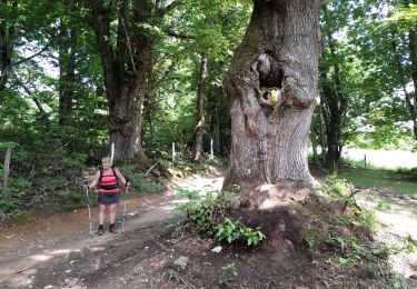 Tocht Stappen Saint-Chély-d'Aubrac - live Saint Chély - Saint Côme - Photo